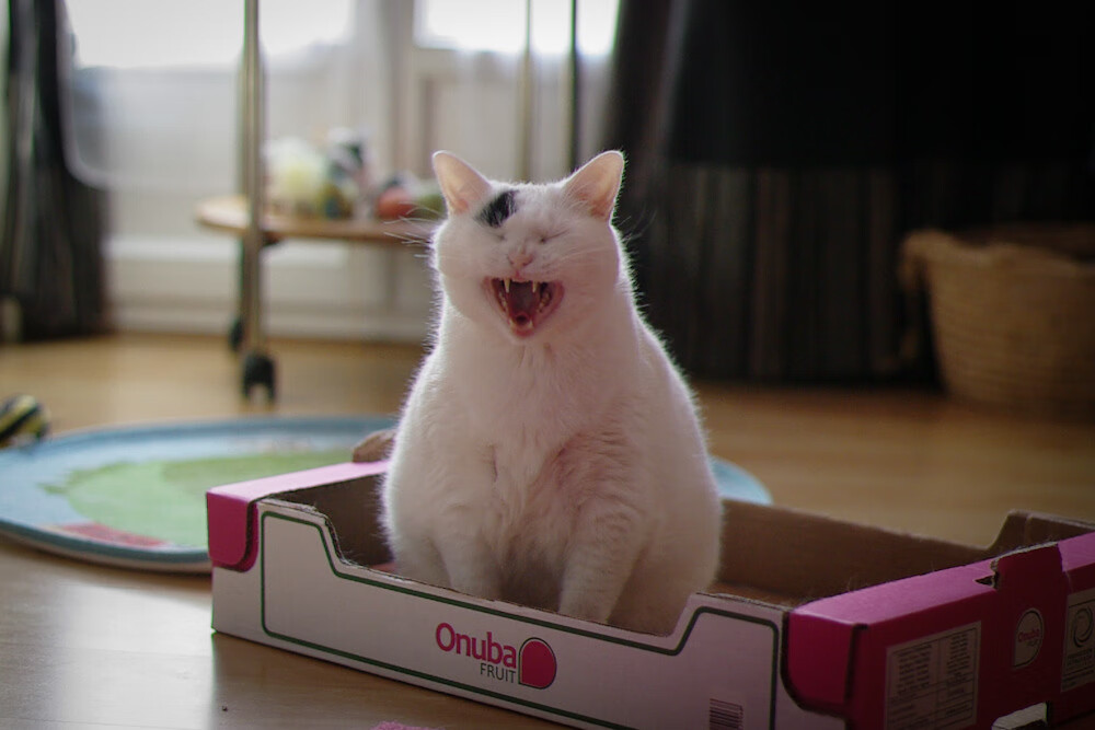 解码马刺vs步行者，2026世界杯的锡安式接管预演