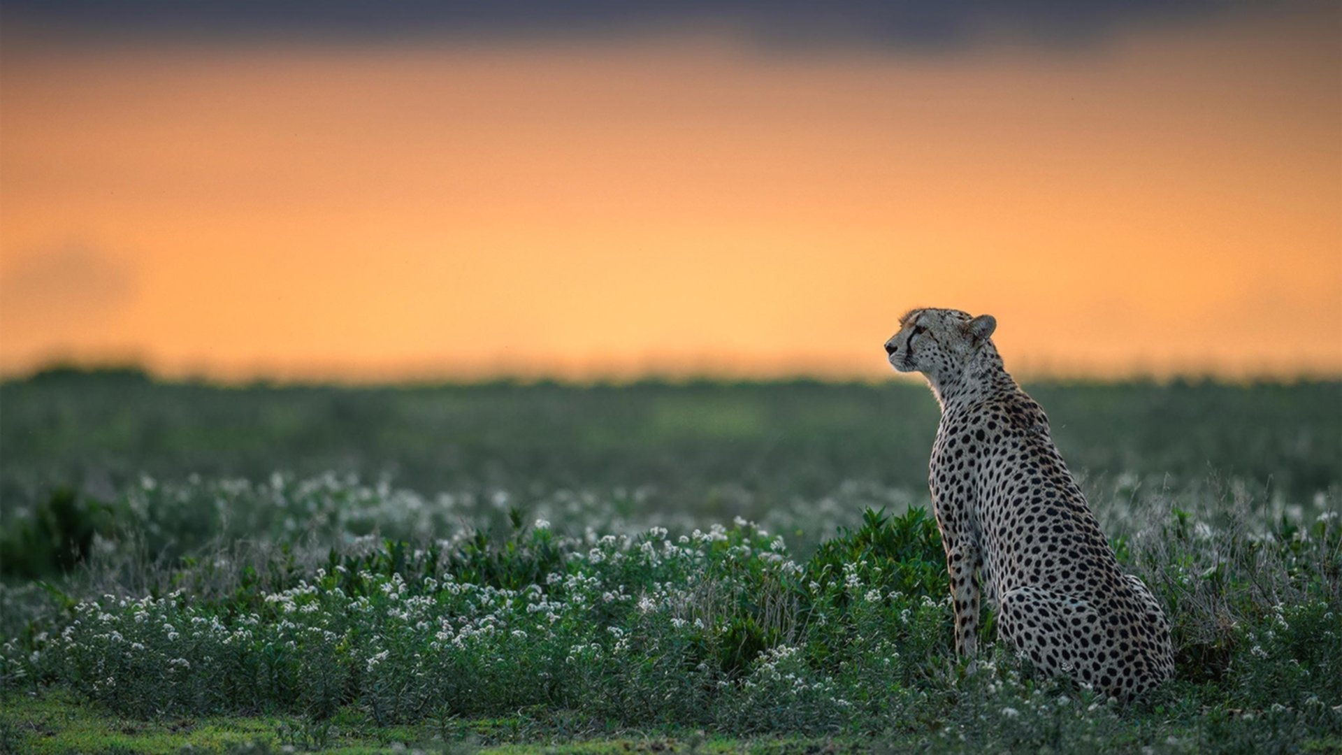 爵士逆转狂潮，范弗利特导演终场翻盘