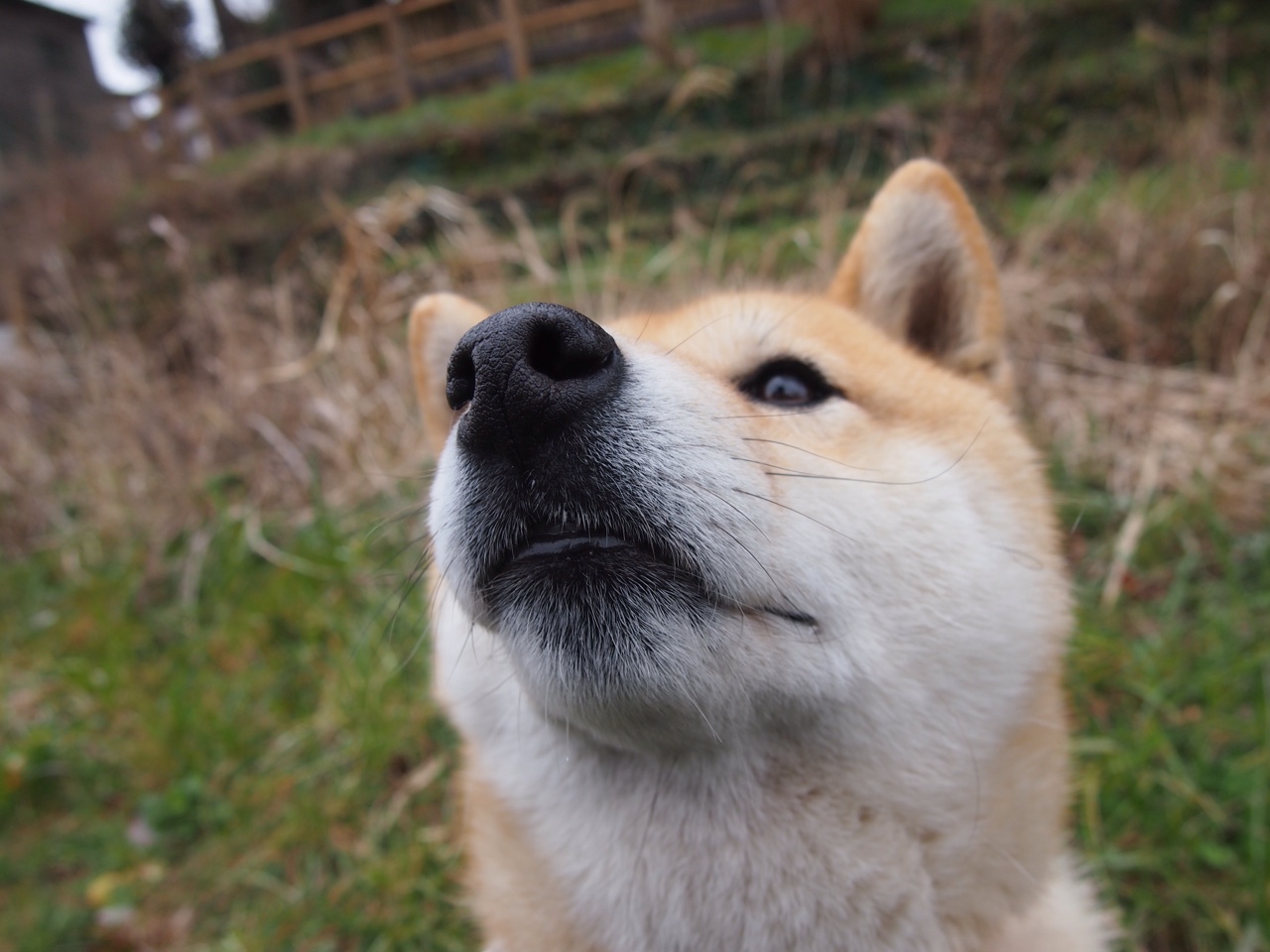凡尔赛宫的舞者，绿茵场的元帅，格列兹曼如何用一场比赛定义伟大