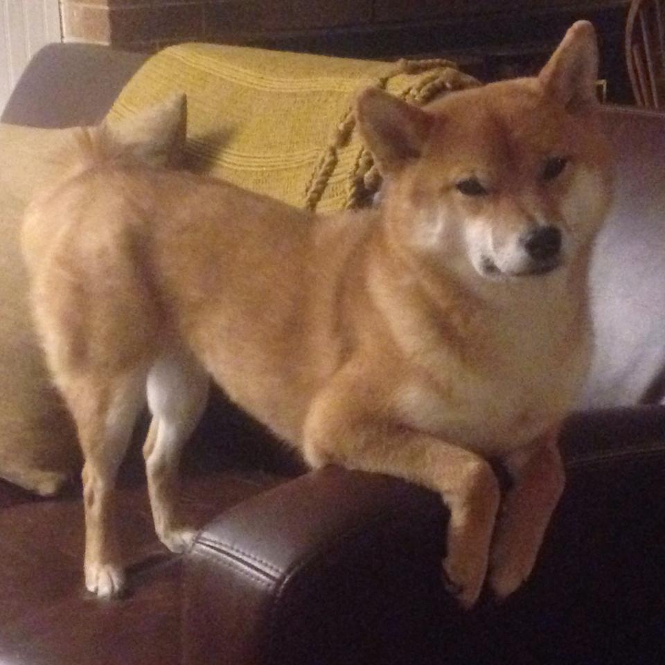 精密的日式机械与咆哮的北方巨人，当莱比锡的团队齿轮遭遇莱万的个人风暴