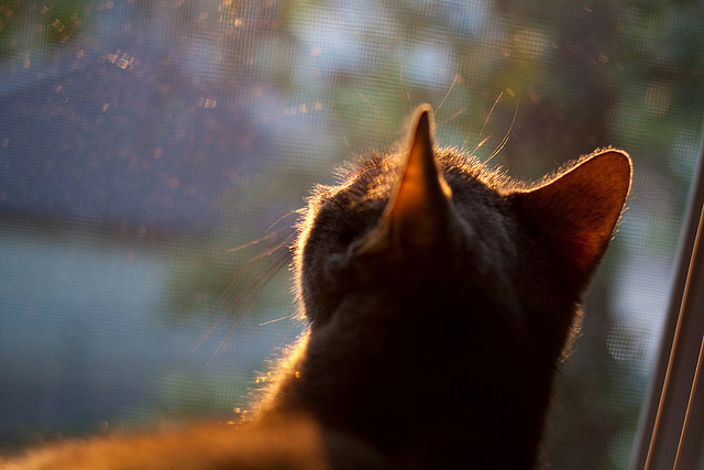 明尼苏达的救赎,他们本可以沉默地死去,却选择咆哮着重生