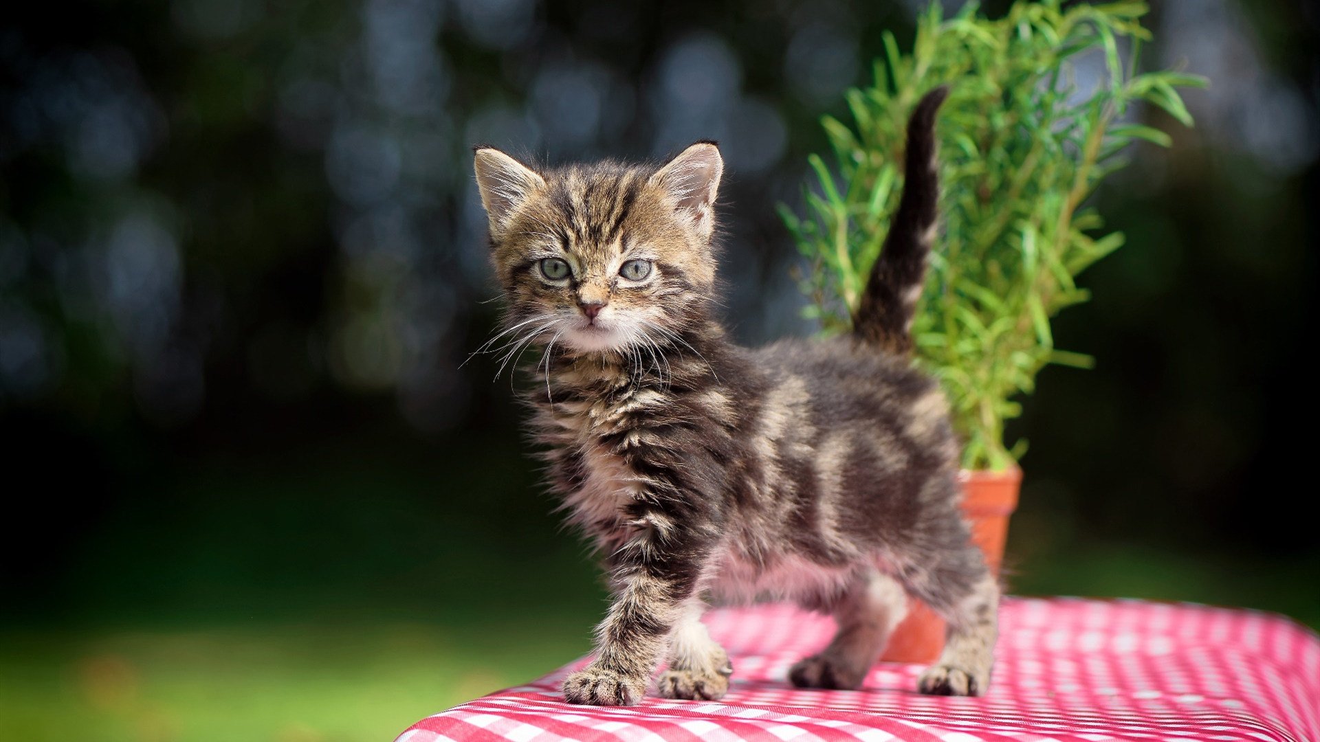 开云体育2026-当三笘薰站上NBA总决赛地板