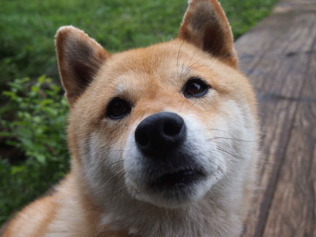 雅典卫城不落,德里赫特在白色战术迷宫中劈开生路