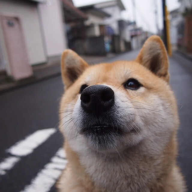钢铁防线与孤胆英雄,奇才铁血防守锁死上海,布伦森单骑救主