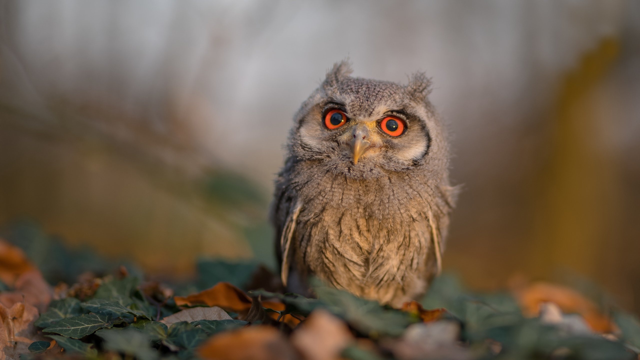 唯一性闪耀,吉林险胜浙江与小贾伦总决赛的传奇接管