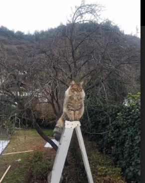 绿茵场上的冰与火之歌，库尔图瓦爆发，丹麦加时取胜墨西哥