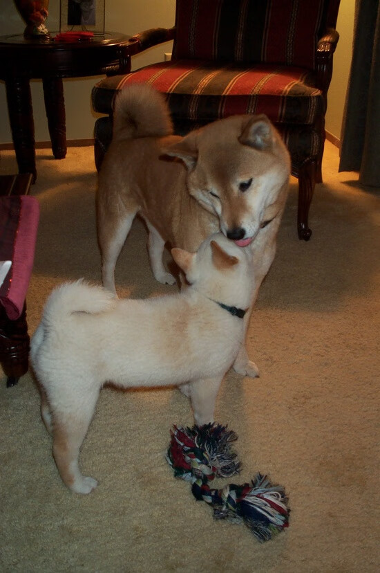 开云体育APP下载-体育场即政治，从维尼修斯爆发到加拿大横扫拉齐奥的隐喻破网