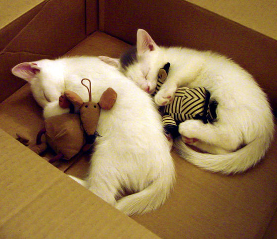 战术铁幕下的唯一性幽灵，当京多安的利刃刺穿阿森纳的巴西体系