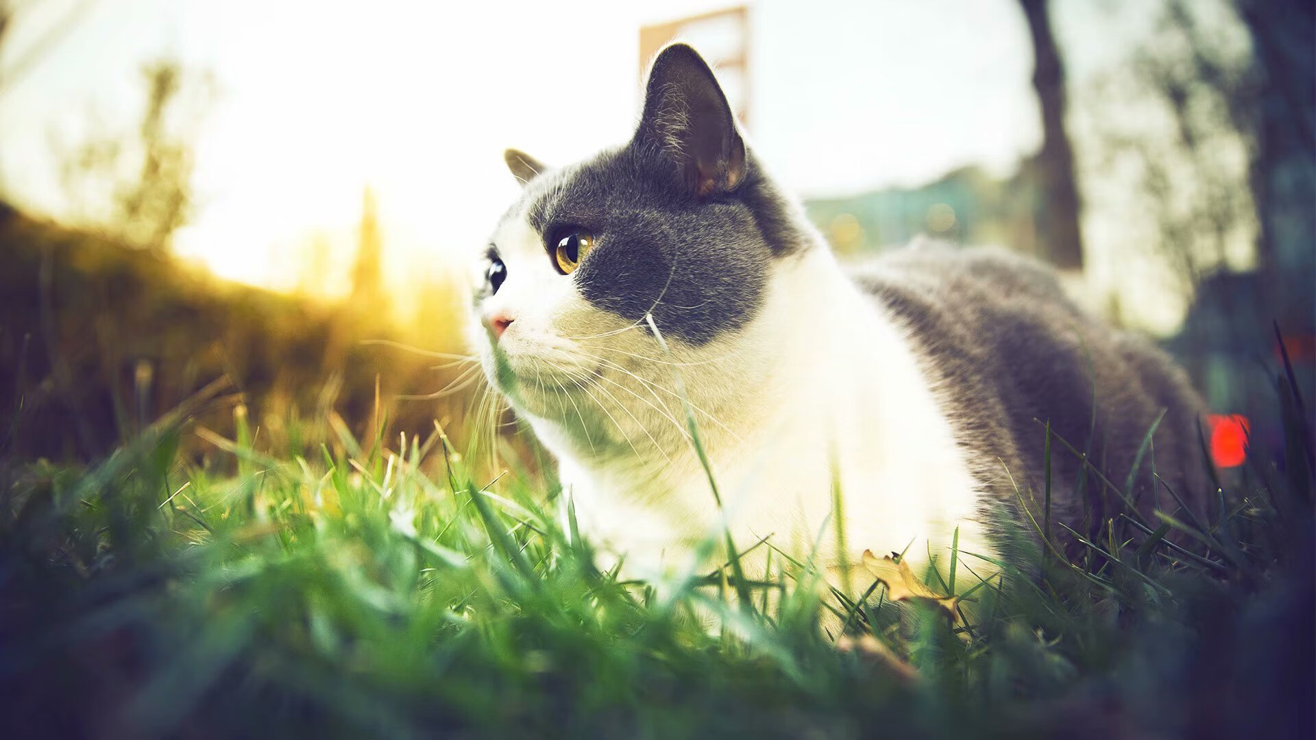 后索菲亚时代的第一块试金石，布克与他的无声领袖课